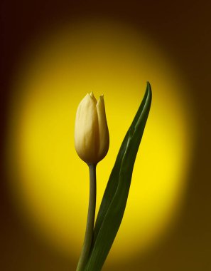                                Sarı benekli arka planda sarı lale. Gökkuşağı serisi.