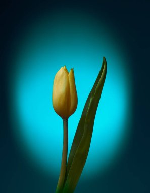                             Mavi / cyan leke gradyan arka planda sarı lale. Gökkuşağı serisi.   