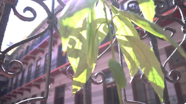 Soleil entre les feuilles d'une plante d'immeuble 