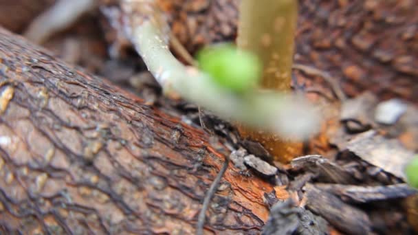 Mravenci Stromě Makru Zavřít — Stock video