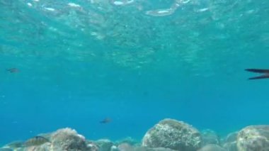 Yunanistan'ın berrak mavi denizinde egzotik balıkile su altında