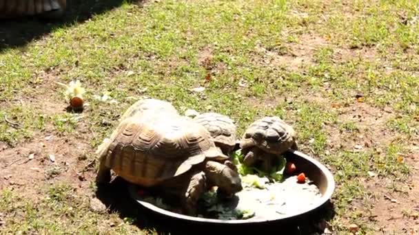 Tartaruga Gigante Comer Salada Jardim — Vídeo de Stock