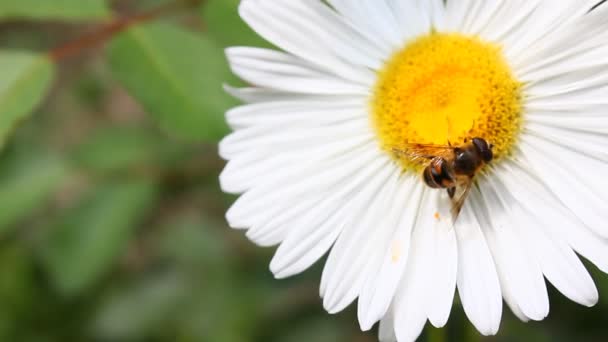 Včela Bílou Květinu Sbírání Pylu — Stock video