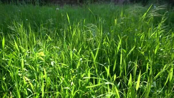 Herbe verte au soleil avec vent et mouches 
