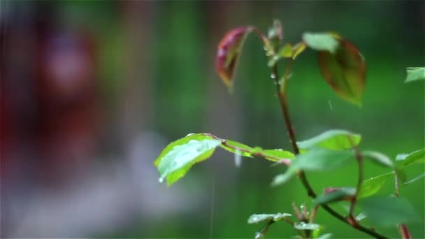 Gotas Lluvia Cayendo Sobre Hoja Rosa — Vídeo de stock