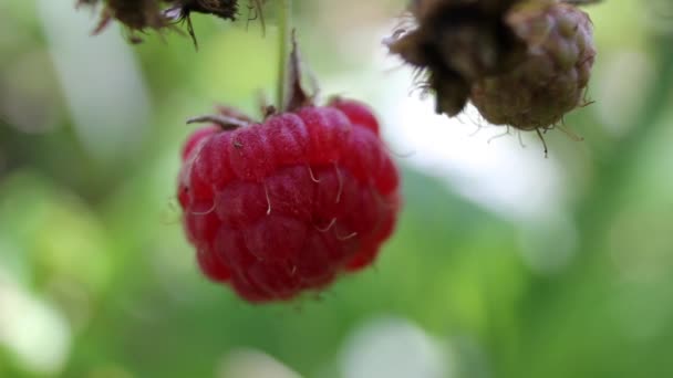 深红色树莓的镜头特写 — 图库视频影像