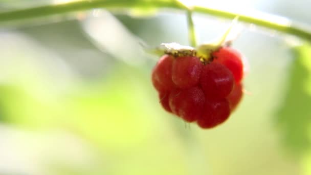 Footage Raspberries Macro Shot — Stock Video