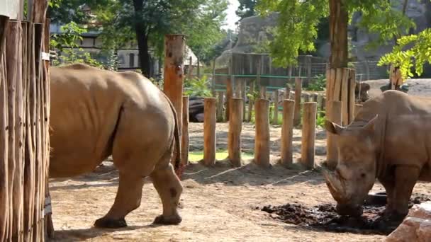 Due Rinoceronti Nel Parco Riserva — Video Stock