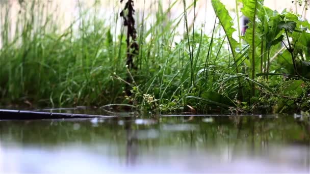 Lluvia Que Cae Sobre Superficie Reflectante Versiones Dof — Vídeo de stock