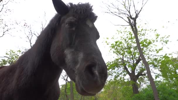 Άλογο Κοντινό Μπροστά Κοιτάζοντας Την Κάμερα — Αρχείο Βίντεο