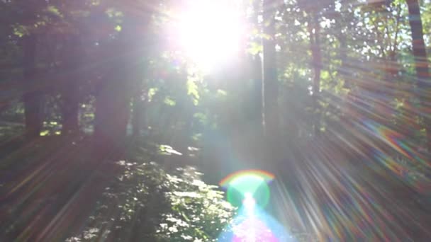 明るいまぶしさと光学フレアを作成する森の木々を照らす太陽 — ストック動画