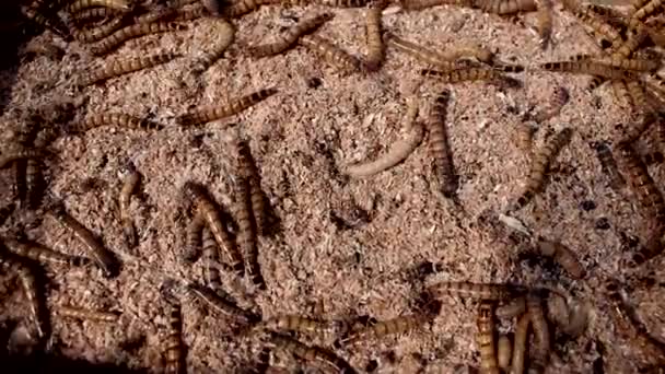 Mąka Maggots Poruszające Się — Wideo stockowe
