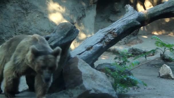 Bear Walking His Cave — Stock Video