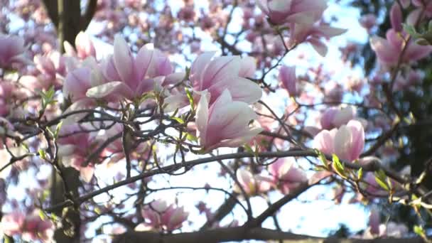 風に吹かれた枝のマグノリアの花 — ストック動画