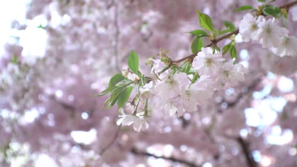 風に吹かれたピンクの花を持つ桜の枝 — ストック動画