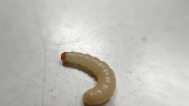 gros plan de la mouche vérifiant le terrain 