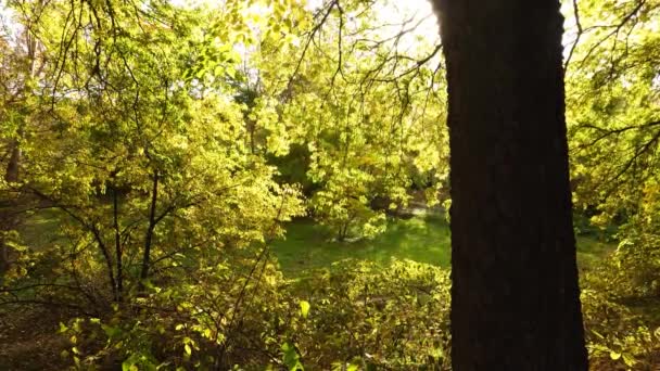 Bosque Otoño Sol — Vídeo de stock