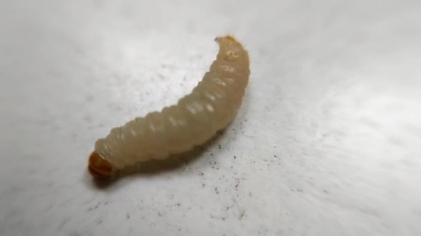 Maggot Reträtt Och Rullande Upp — Stockvideo