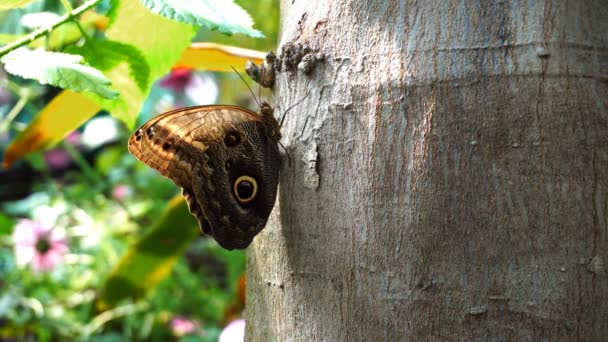 緑の背景を持つ木の上の木の上の蝶 — ストック動画