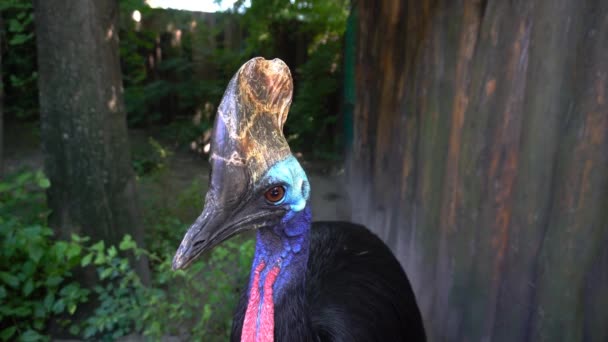 Close Beautiful Colored Cassowary — Stock Video