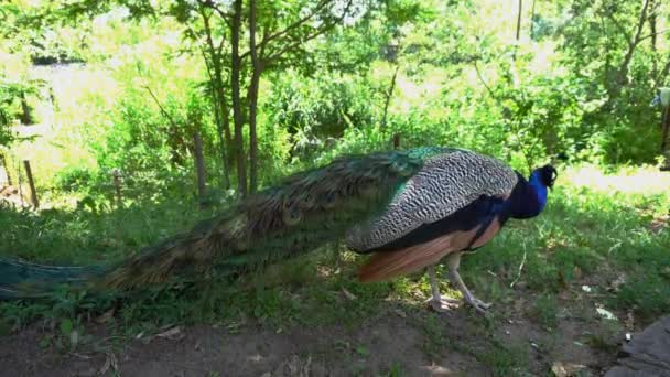 paon coloré dans la nature 