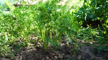 küçük havuç geniş yerden çekerek