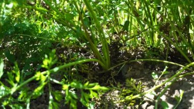 yerden uzun bir havuç çekerek