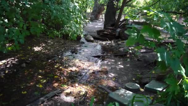 Pequeño Río Bosque Con Pato Caminando Través — Vídeo de stock