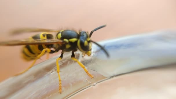 Wasp Drinking Water Side Macro View — Stock Video