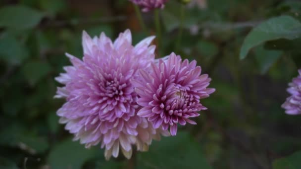 Dolly Tiro Flor Violeta Jardim — Vídeo de Stock