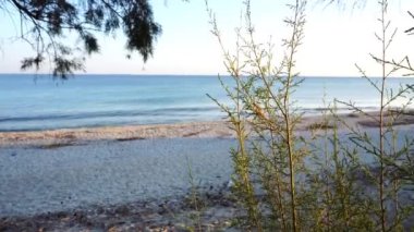 dört zemin çam ağacı ile kumlu plaj