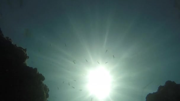 Poissons Dans Lumière Soleil Avec Des Rayons — Video