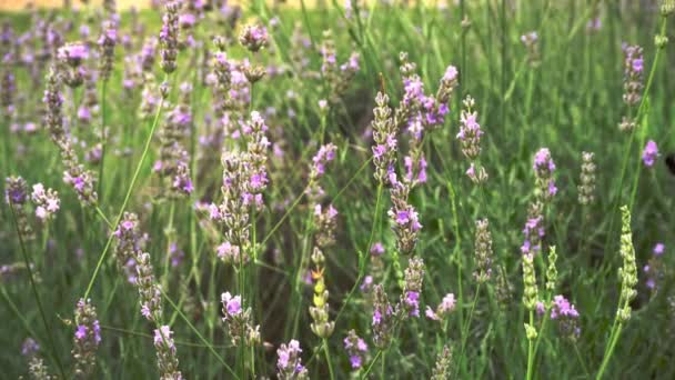 Lavender Field Bumble Bees — Stock Video