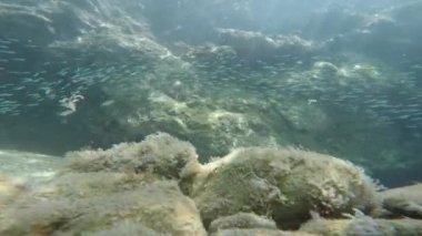 sualtı balık sürüsü