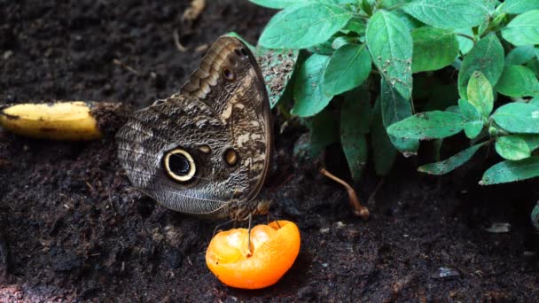 Butterfly Die Een Sinaasappel Grond Eet — Stockvideo