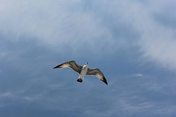 Single Seagull Blue Sky Clouds — Stock Photo, Image