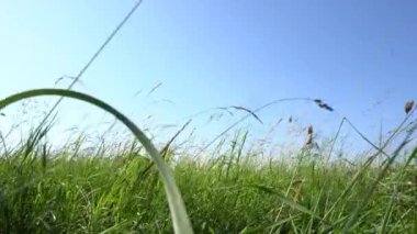 Uzun yeşil çim ile Çayır düşük açı çekim 