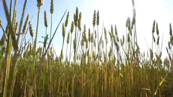 Niedriges Weizenfeld Mit Wind Und Sonneneinstrahlung — Stockvideo