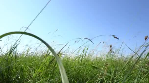 背の高い緑の草で撮影した牧草地の低角度ショット — ストック動画