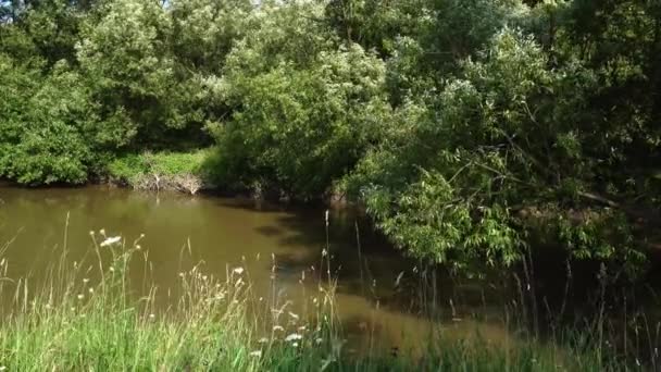 Folyó Után Eső Közepén Zöld Rét — Stock videók