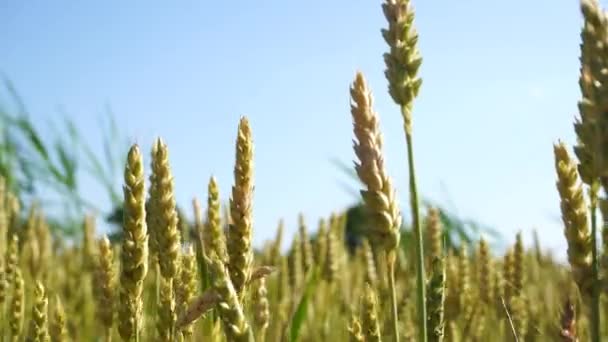 Gros plan de blé doré contre le ciel bleu soufflé par le vent  