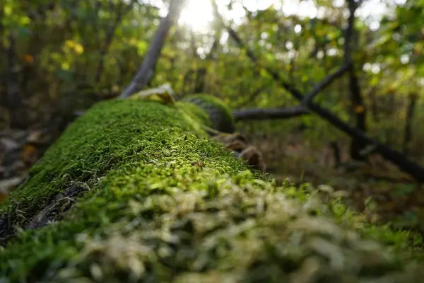 Moss Macro Sunshine — Stok fotoğraf