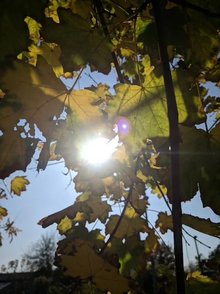 Autumn Leaves Sun Shining Trough Them — Stockfoto