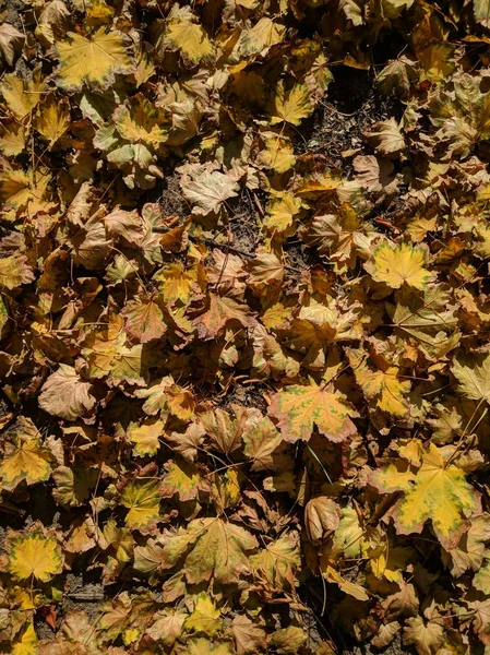 Brown autumn leaves on the forest ground