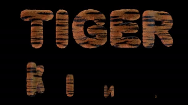 Animerad Text Stavning Tiger Kung Gjord Raseri Tiger Randiga Bokstäver — Stockvideo