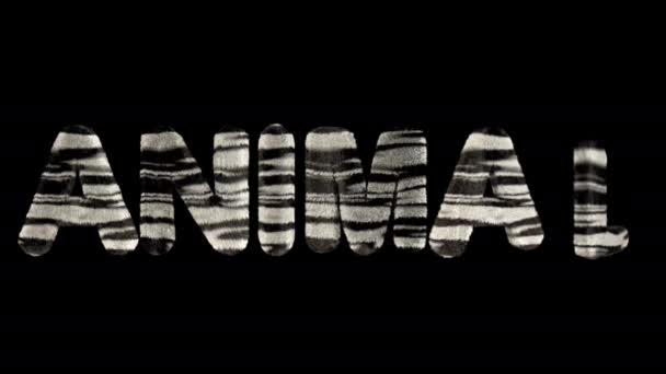 Animierter Text Schreibweise Tier Aus Wut Zebra Gestreifte Buchstaben — Stockvideo