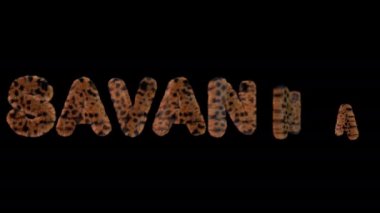 Savanna 'yı heceleyen 3D animasyon metni, öfkeli leopar harflerinden yapılmış.