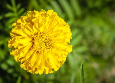 Genda, diğer güzel çiçeklerle birlikte dekorasyon ve Tanrı 'ya ibadet için kullanılır.