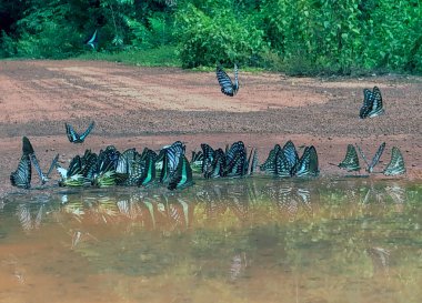 Dong Nai Ebedi Kelebek Ormanı Kelebeği