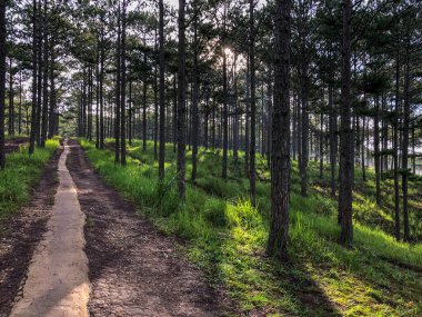 Da Lat 'ta yollar hem güneşli hem de çiğ.